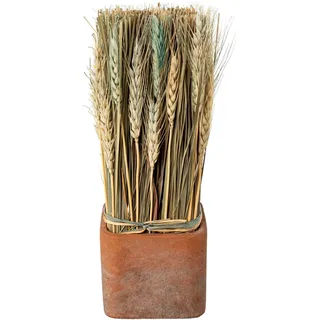 Creativ home Trockenblume »Trockenblumen imTopf«, rosa