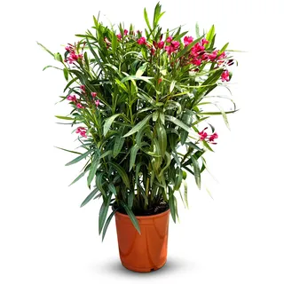 Sunny Tree - Pflanze - Oleander- Nerium Oleander - Höhe 80-100 cm - Farbe Rot - Außenpflanze