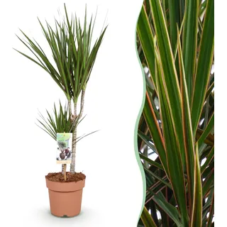 Dracaena Marginata – Drachenbaum – 17cm – Höhe 70–80cm – Pflegeleichte grüne Zimmerpflanze mit elegantem Blattwerk für Wohn- und Arbeitsräume