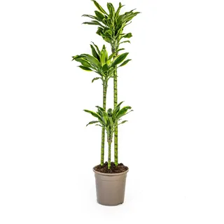 Dracaena Fragrans Golden Coast, 24cm Topf, bis 140cm hoch' (93 characters)