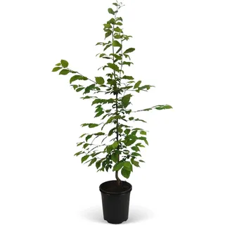 Hainbuche Set à 50 Stück Höhe ca. 80 - 100 cm Topf ca. 3 l Carpinus betulus