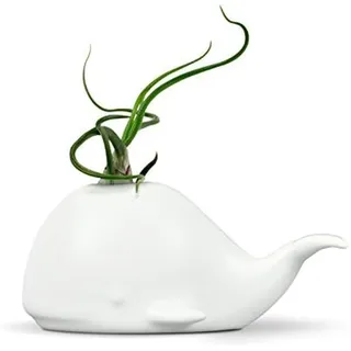 Fred Genuine Fancy Ceramic Mini Air Plant Sukkulent Holder Regular Wal