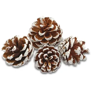 EDZARD Deko Kiefernzapfen, weiß, Größe 50-90 mm, 600 ml Beutel