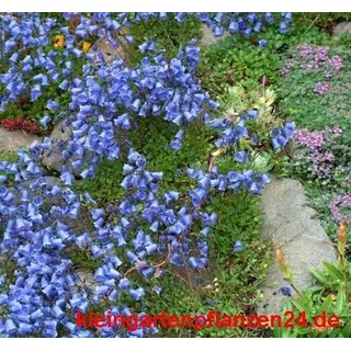 6 getopfte Pflanzen blau blühend in Gärtnerqualität, mindestens 3 Sorten, blauer Garten