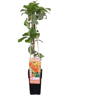 Hello Plants Celastrus Orbiculatus Rundblättriger Baumwürger Kletterpflanze - Ø 15 cm - Höhe: 65 cm