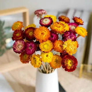 Natürlicher getrockneter Blumenstrauß - 20 Stück mehrfarbige getrocknete Gänseblümchen, Trockenblumen-Pflanzenarrangements für Hochzeiten, Landhaus-Tischvasendekoration, Wohn- und Büropartydekoration