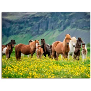 Artland Wandbild »Isländische Pferde VII« Haustiere 1 Stk. tlg. als Leinwandbild, Poster, Wandaufkleber in verschied. Größen, grün