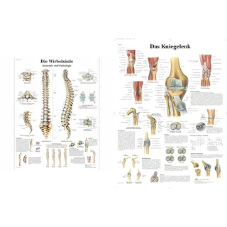 3B Scientific Lehrtafel laminiert - Die menschliche Wirbelsäule & Lehrtafel laminiert - Das Kniegelenk