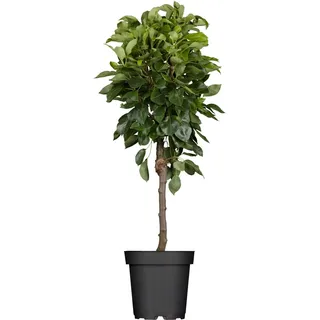 GROW by OBI Bio Birne Gute Luise Gelb-Grün Höhe ca. 120 - 140 cm Topf ca. 7 l