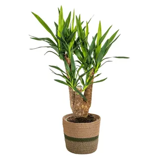 Yucca Elephantipes mit Topf, pflegeleichte Zimmerpflanze 60-70 cm