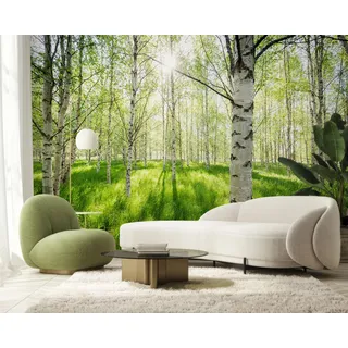 PaxGloz Fototapete Birkenwald Grüner Wald Tapete Frühlingswald Tapeten Vliestapete Modern Wandtapete Wohnzimmer Schlafzimmer Kinderzimmer Wanddeko Motivtapeten 400 x 280 cm (B x H)