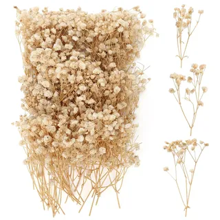 100 Stück Schleierkraut Getrocknet, Trockenblumen Schleierkraut, Trockenblumen zum Basteln, Getrocknete Blumen Klein für DIY Fotorahmen, Lesezeichen, Grußkarten (Champagne)
