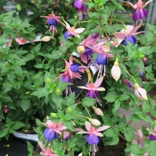 1 getopfte Pflanze für den Balkon, Blumenkasten in Gärtnerqualität