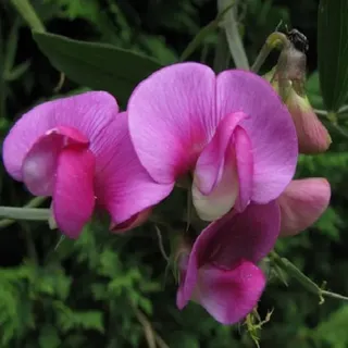 6 x Platterbse Rote Perle - Lathyrus latifolius 'Red Pearl' | Topf 9cm x 9cm