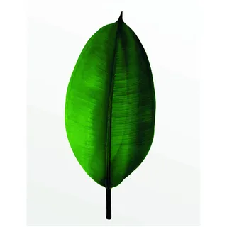 KOMAR Wandbild Ficus Leaf 40 x 50 cm