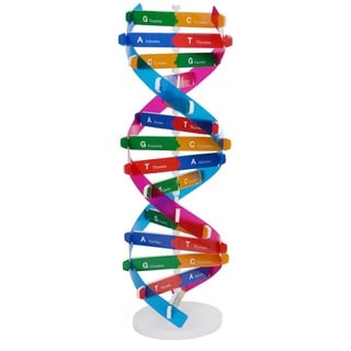 NUOBESTY Kinder DNA Modell Kit Gene Modelle DNA Doppelpropeller Wissenschaftliche Offenlegung Lehrmittel