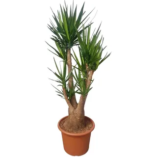 Yucca Elephantipes Vertakt - 190 Cm - Ø55