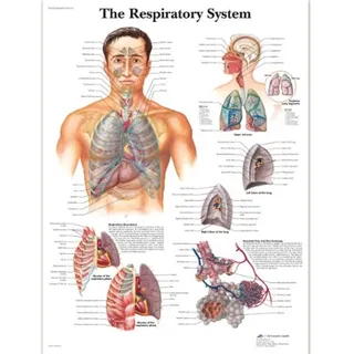 3B Scientific VR1322L Menschliche Anatomie „The Respiratory System“, Poster zum Atmungssystem (englische Version), laminiert