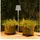 Poldina Pro Mini Corten