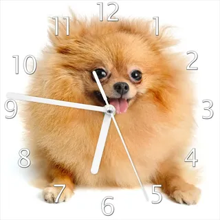 Wallario Design Wanduhr Lustiger niedlicher Spitz aus Echtglas, Größe 20 x 20 cm - Weiß