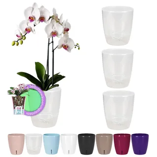 Santino 4er-Set Selbstbewässernder Topf mit Dochtsystem und Wasserstandsanzeige für den Innenbereich, Orchideentopf D 15cm (Transparent, 2L)