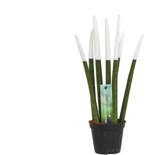 Sansevieria Cylindrica Straight -Spaghetti VELVET TOUCHZ®- 15-20 cm Bogenhanf Zimmerpflanze (Weiß) - Weiß