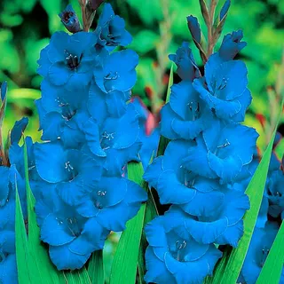 Gladiole Gladiolus Schwertblume Sommerblühende Siegwurze Blau 5 St. - Blau