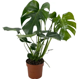 Fensterblatt Höhe ca. 60-75 cm Topf-Ø ca. 17 cm Monstera deliciosa