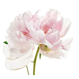 Queence »Annalena« rosa, Blume, Blüte, selbstklebend,