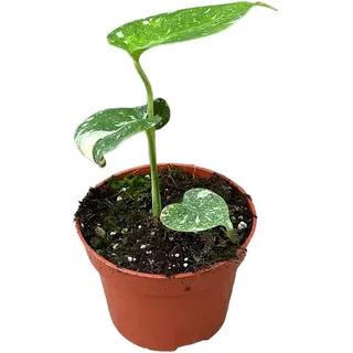 Monstera Thai Constellation 25-30 cm weiß gefleckte Monstera Fensterblatt