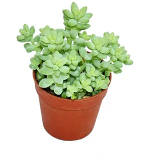 EXOTENHERZ Sedum morganianum burritum - Affenschaukel - 5,5cm Topf