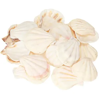 Maritime Jakobsmuschel Deko für Basteln und Tischdekoration