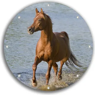 Wallario rundes Outdoor-Poster für Garten oder Balkon, Motiv Braunes Pferd am Meer Araber am Wasser, 30 cm Durchmesser - Blau