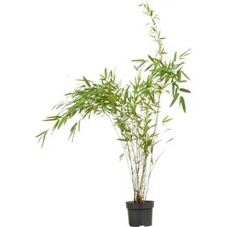 Fontänenbambus Set à 60 Stück Höhe ca. 60 - 80 cm Fargesia nitida