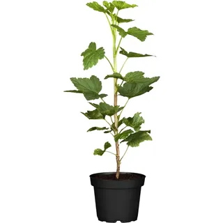 GROW by OBI Rote Johannisbeere Jonkheer van Tets ca. 40 - 60 cm Ribes rubrum