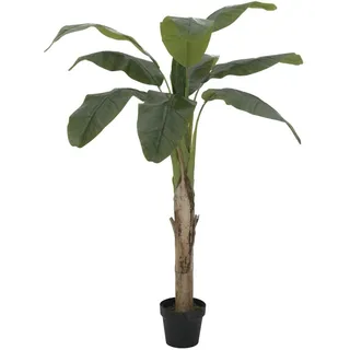 Europalms Bananenbaum, 145cm