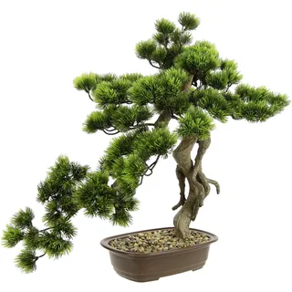 I.GE.A. Bonsai Baum in Schale Exotische Bäume Zen Garten,