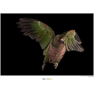 Komar National Geographic Wandbild | Imperial Parrot | Größe: 70 x 50 cm | ohne Rahmen | Poster, Fotographie, Tier, bedrohte Tierart, Tierbild, Kundstdruck, Porträt | WB-NG-007-70x50