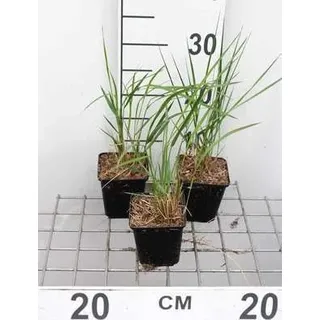 6 x Calamagrostis acut. 'Karl Foerster' - Reitgras Karl Förster - Topf 9x9 cm