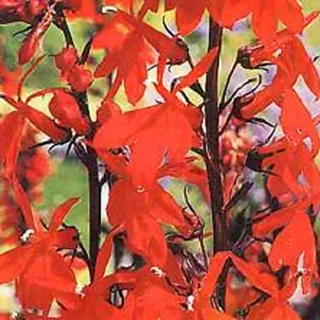 6 x Lobelie Queen Victoria - Lobelia 'Queen Victoria' - Topf 9cm x 9cm