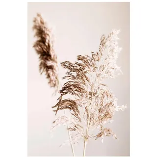 Reinders! Reinders Wandbild 50 x 70 cm Pampasgras Holz Beige