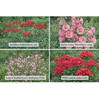 Farbset Rosa und Rot Set à 12 Stück Topf ca. 9 cm