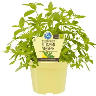 Blu Bio-Zitronenverbene Topf-Ø ca. 12 cm Aloysia