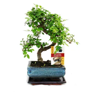 EXOTENHERZ Bonsai Chinesische Ulme Ulmus parviflora ca. 6 Jahre