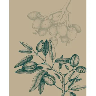 Komar Wandbild - Wild Mandolino - Größe: 40 x 50 cm - Poster, Kunstdruck, Dekoration, Wohnzimmer, Schlafzimmer