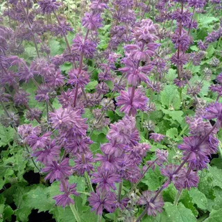6 x Quirlblättriger Salbei - Salvia verticillata 'Purple Rain' | Topf 9cm x 9cm