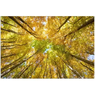 Wallario XXL Outdoor-Poster für Garten oder Balkon, Motiv Goldener Herbst - Bunte Blätter von unten betrachtet, in ca. 300 x 200 cm - Schwarz