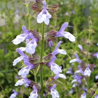 6 x Salbei - Salvia uliginosa 'African Skies' | Topf 9cm x 9cm