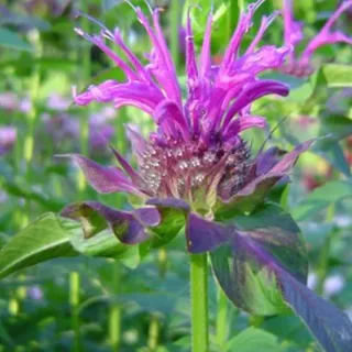 6 x Indianernessel - Monarda 'Scorpion' | Topf 9cm x 9cm