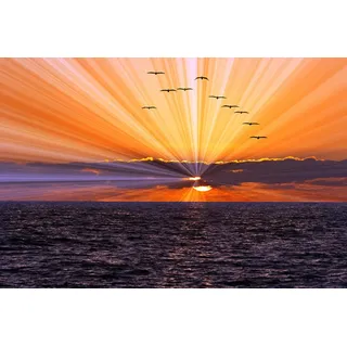 Fototapete PAPERMOON "Meer mit Vögeln", bunt, B:2,5m L:1,86m, Vlies, Tapeten, Fototapete